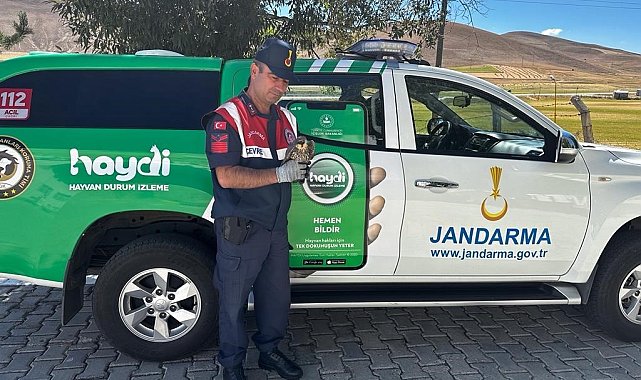 Jandarma yaralı yavru Doğan'a sahip çıktı