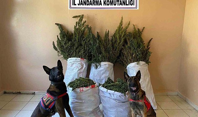 Jandarmadan uyuşturucu operasyonu