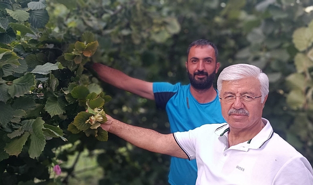 Kağızman'da fındık üretimi sürprizi: "Karadeniz kalitesinde"