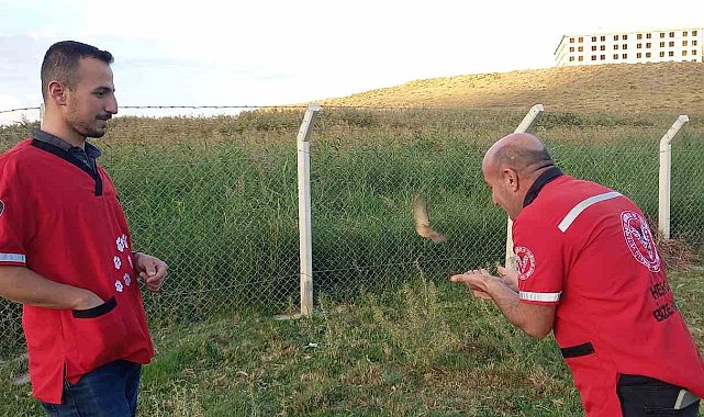 Kalp masajıyla hayata döndürülen minik kuş yeniden özgürlüğüne kavuştu