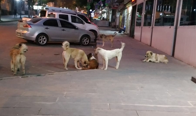 Kars'ta başıboş köpekler tehlike saçıyor