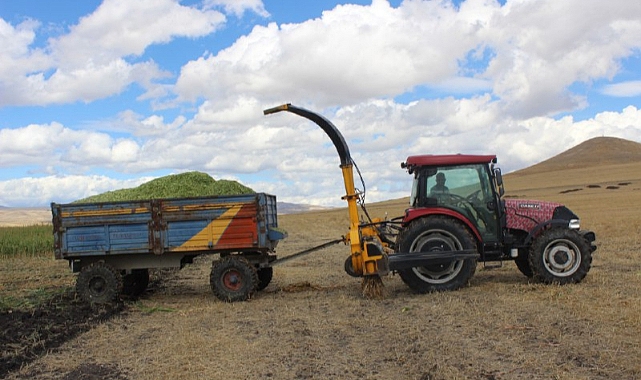 Kars'ta dolunun vurduğu silajlık mısırda hasat başladı
