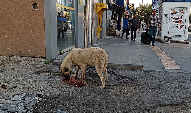 Kars&#039;ta &quot;kist hidatik&quot; tehlikesi