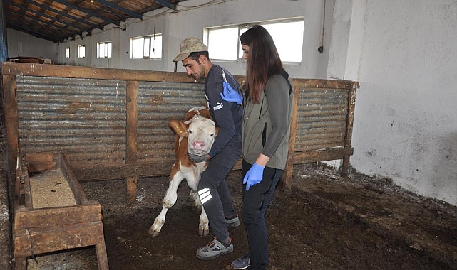 Kars'ta Sonbahar Dönemi Şap Aşılama kampanyası başladı