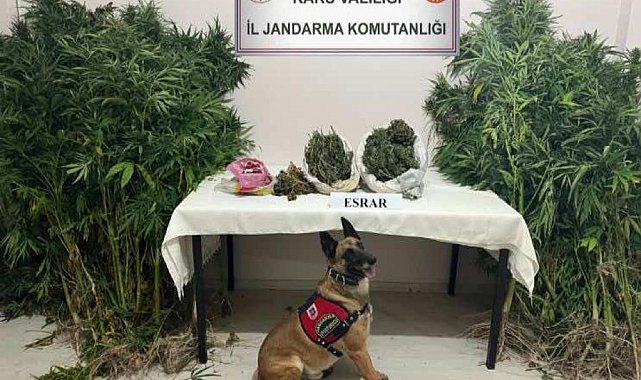 Kars'ta uyuşturucu tacirleri dedektör köpek Termal'e takıldı