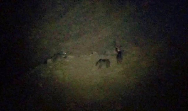 Kurt, bozayılarla birlikte yiyecek aradı