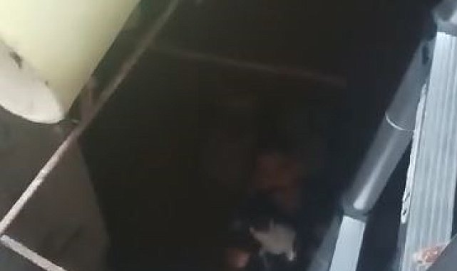 Kuyuya düşen yavru kediyi itfaiye ekipleri kurtardı