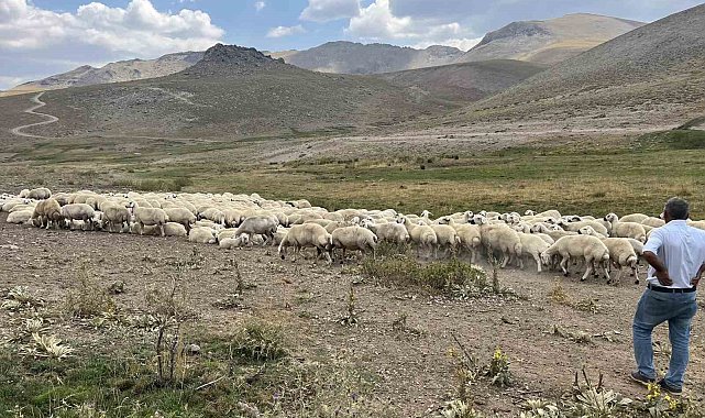 Malatya'da 25 bin TL'ye çoban bulunamıyor