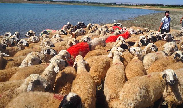 Malatya'da koç katımı şenliği düzenlendi