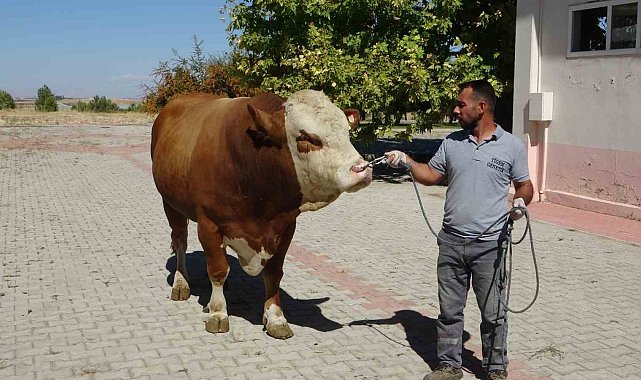Malatya'da üretilen boğa spermaları dünyaya ihraç edilecek