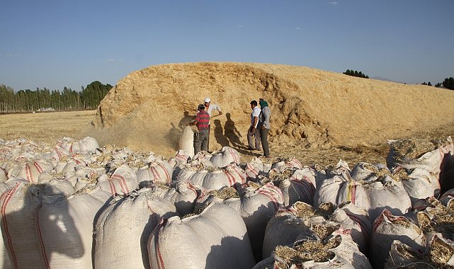 Malazgirt'te saman satışı başladı