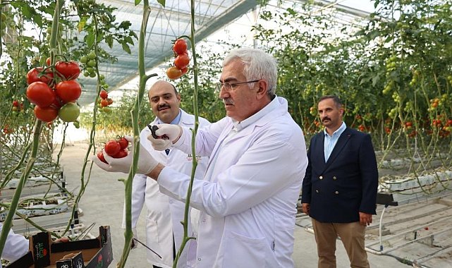 Milletvekili Öz'den domates hasadı