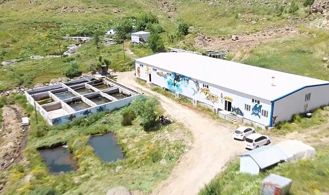 Muş'ta 2100 rakımlı tesisten Japonya'ya alabalık ihracatı