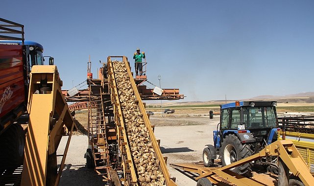 Muş'un Malazgirt ilçesinde pancar alım kampanyası başladı
