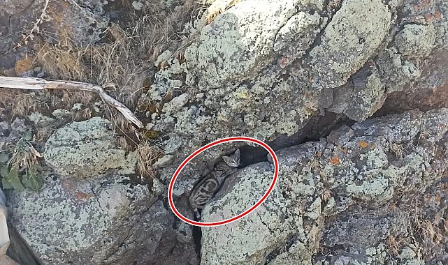 Nadir Görülen Yaban Kedisi Patnos'ta İlk Kez Görüntülendi