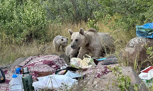 Nemrut'ta ayılar piknikçilerin sofrasına oturdu