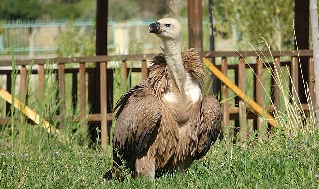 Nesli tehlikede olan kızıl akbaba tedavi altına alındı