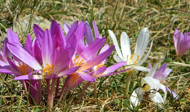 Posof Yaylaları Çiğdemlerle görsel şölen sunuyor