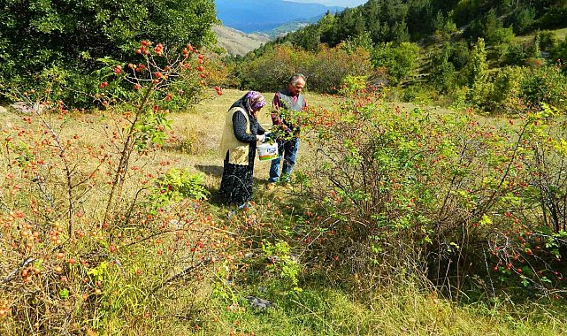Posof'ta kış hazırlıkları
