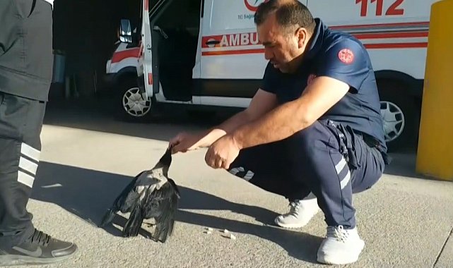 Sağlık çalışanının elleriyle beslediği karga yanından ayrılmıyor