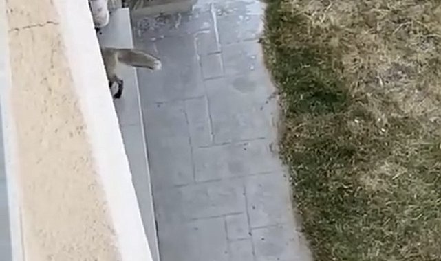 Şehir merkezine inen tilki eve girdi