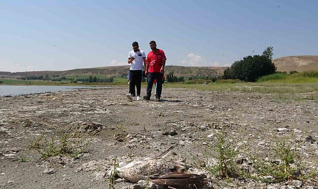 Tatvan'da martı ölümleri