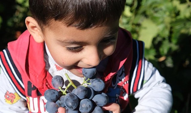 Tescilli Cimin üzümü hasadı sürüyor