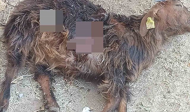 Tunceli'de aç kalan ayılar, hayvanlara zarar vermeye başladı