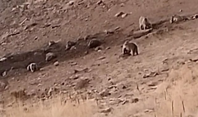 Tunceli'de sakatat için ziyaretgaha gelen 4 boz ayı görüntülendi