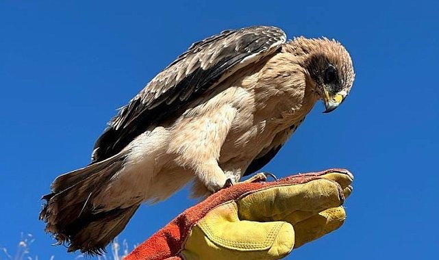 Tunceli'de yaralı halde bulunan kartal tedavi altına alındı