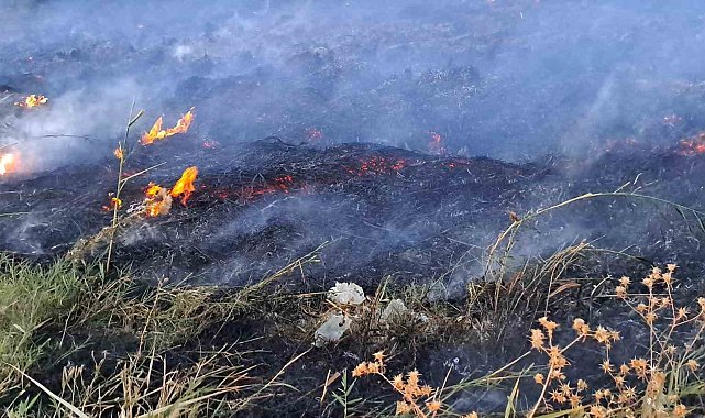 Van Gölü sahilinde sazlık yangını