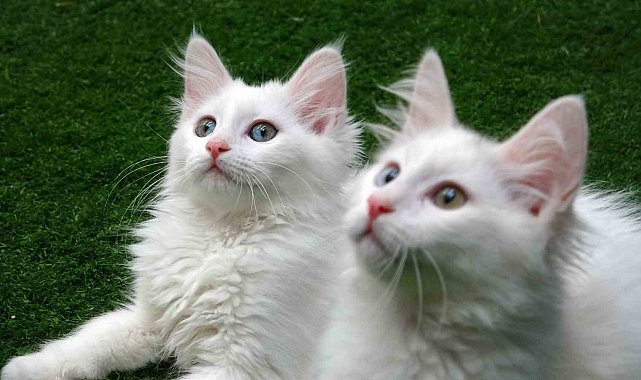 Van kedilerine 250 bin ziyaretçi