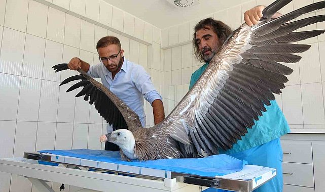 Van'da 200 yaban hayvanı tedavi edilerek doğaya kazandırıldı