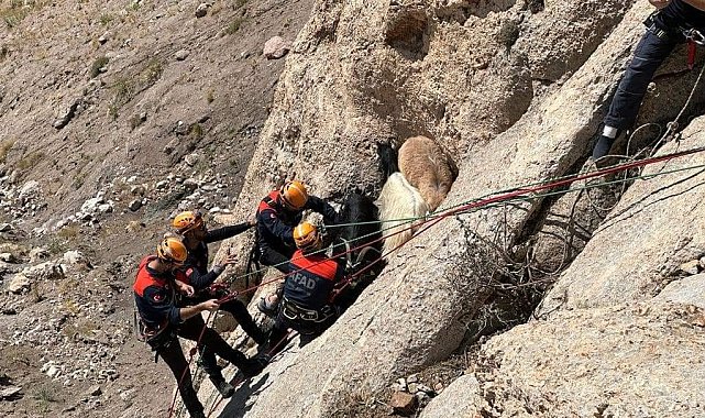 Van'da keçi kurtarma operasyonu