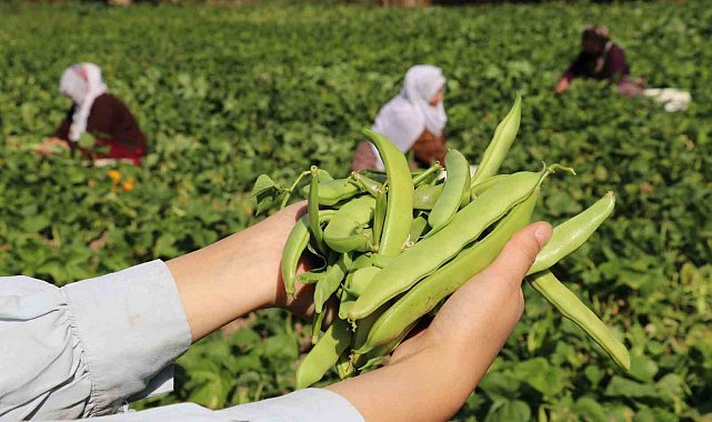 Van'ın 'Gevaş fasulyesi' tescillendi