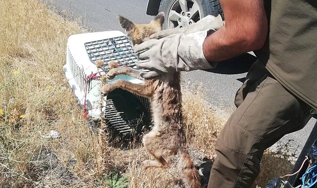 Yaralı tilki Kars'ta tedavi altına alındı