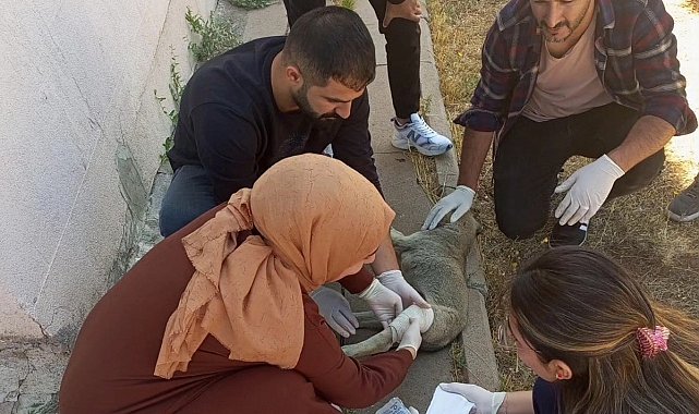 Yavru köpeği tedavi eden sağlık çalışanlarına başarı belgesi verildi