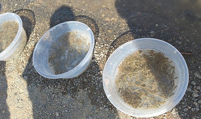 Yavru siraz balıkları baraj gölüne bırakıldı