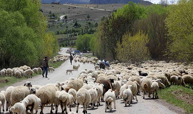 Yayla mesaisini tamamlayan Doğu Anadolu'daki göçerler dönüş yolunda