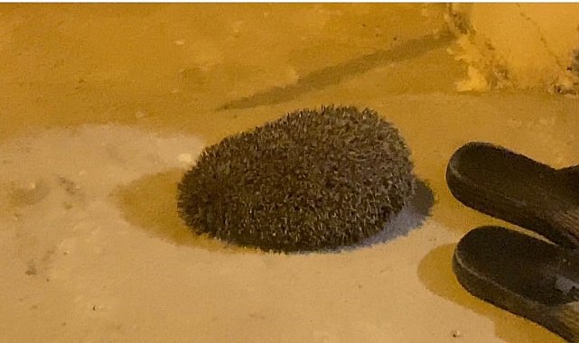 Yolunu kaybedip eve giren kirpi, tekrar doğaya bırakıldı