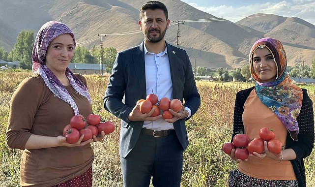 Yüksekova'da domates hasadına başlandı