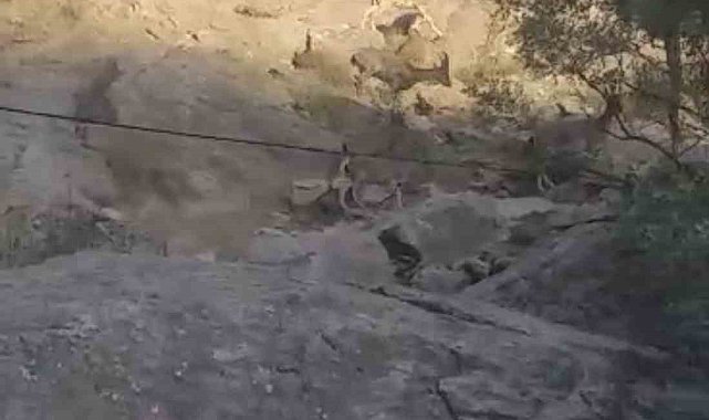 Yüksekova'da sürü halinde dağ keçisi görüntülendi