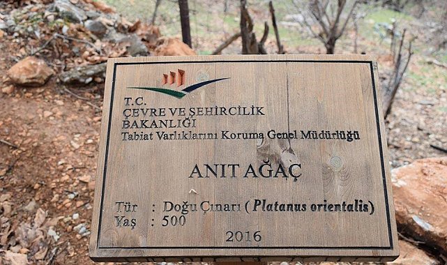 500 yıllık anıt ağacın levhasına sehven 100 yaşında olduğu yazıldı