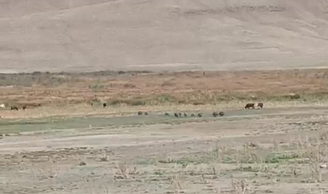 Aç kalan domuz sürüsü mahalleye indi