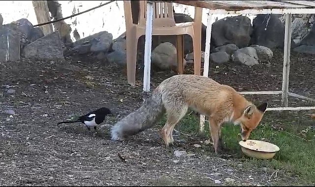 Aç kalan tilki köyün maskotu oldu
