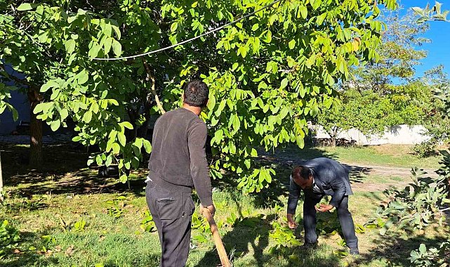 Adilcevaz cevizinin hasadına başlandı