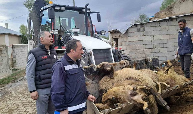 Ahıra girdiğinde 130 koyunu telef olmuş halde buldu