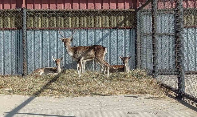 Alageyikler emin ellerde