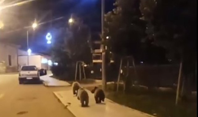 Ayılar ilçe merkezine kadar indi