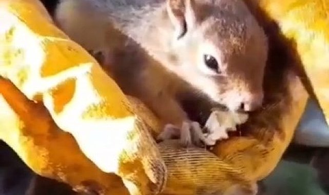 Bitkin halde bulunan sincap vatandaşın avcunda ceviz yedi